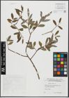 Foto von Salix alba L.